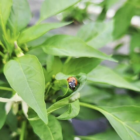 Cayenne Chili im Reifeprozess - RüsstalChili
