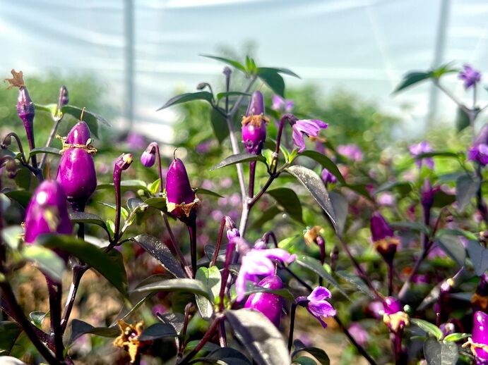 Unsere Pflanzen wachsen und gedeihen